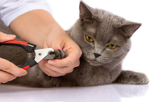 Médico e um gato britânico em fundo branco — Fotografia de Stock