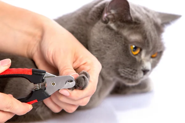 Doctor and a British cat on white background — Stock Photo, Image