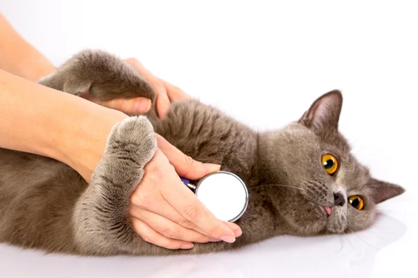 医者と白い背景の上のイギリスの猫 — ストック写真