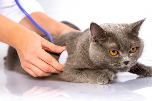 Arzt und eine britische Katze auf weißem Hintergrund — Stockfoto