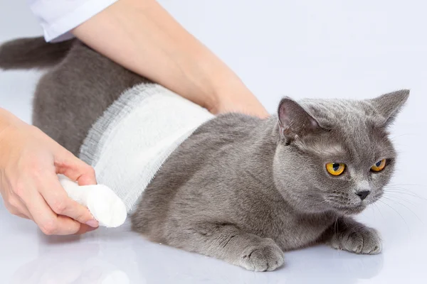 Médico e um gato britânico em fundo branco — Fotografia de Stock