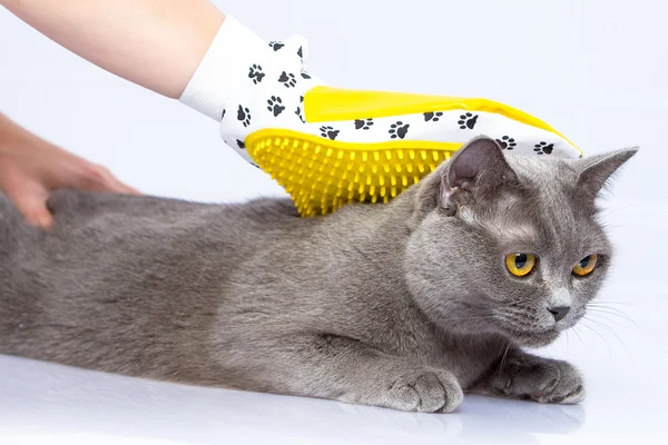 Médico e um gato britânico em fundo branco — Fotografia de Stock