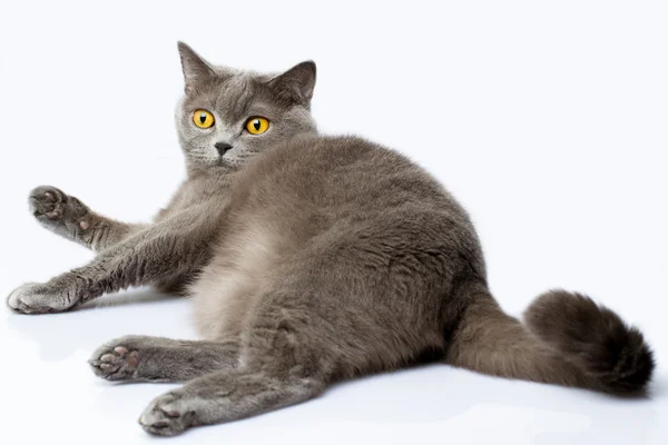 British shorthair cat — Stock Photo, Image