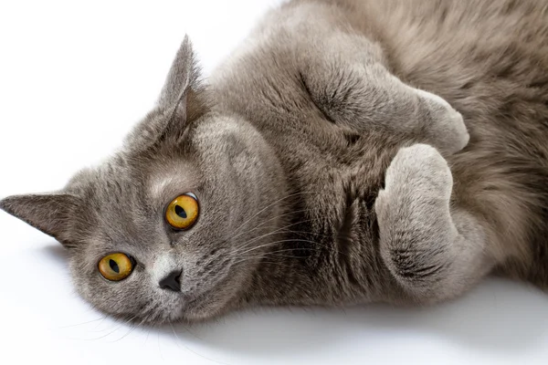 British shorthair cat — Stock Photo, Image