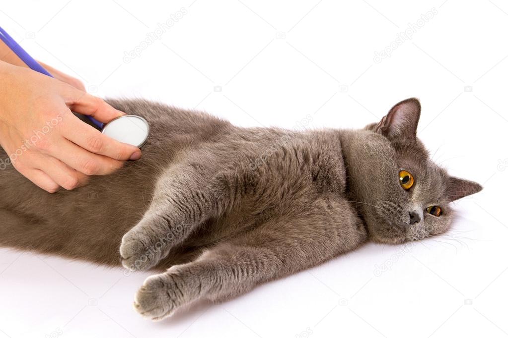 doctor and a British cat on white background