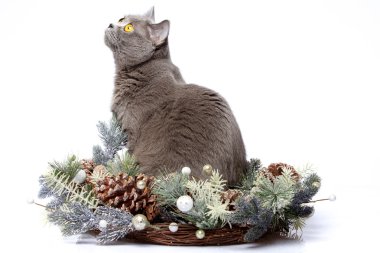 Noel süslemeleri ile İngiliz kedi