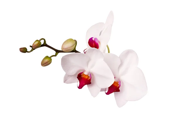 White orchid on a white background — Stock Photo, Image