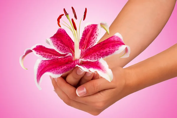 Roze bloem in handen op een roze achtergrond — Stockfoto