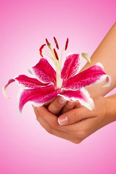 Pink flower in hands on a pink background — Stock Photo, Image