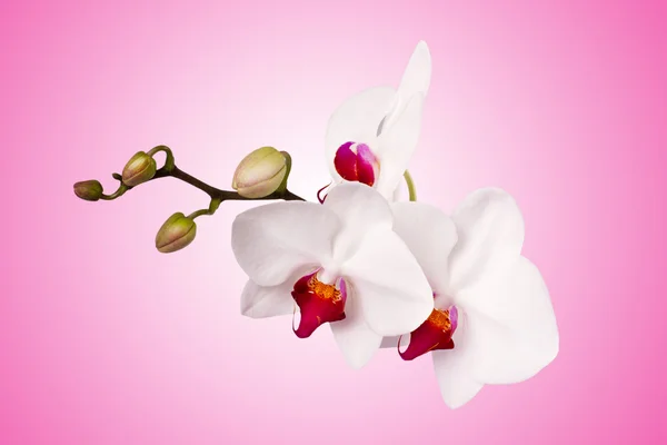 Orquídea branca em um fundo rosa — Fotografia de Stock