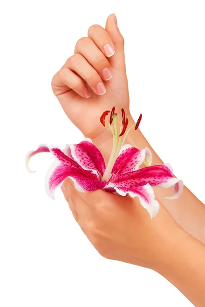 Pink flower in hand on white background — Stock Photo, Image