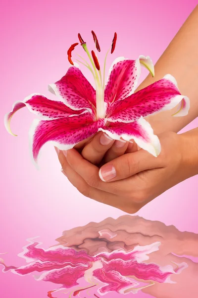 Pink flower in hands on a pink background — Stock Photo, Image