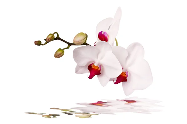 Orquídea branca sobre um fundo branco com reflexão — Fotografia de Stock