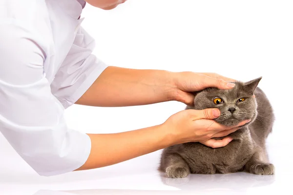 Médico e um gato britânico em fundo branco — Fotografia de Stock