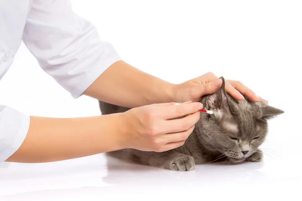 Doctor y un gato británico sobre fondo blanco —  Fotos de Stock