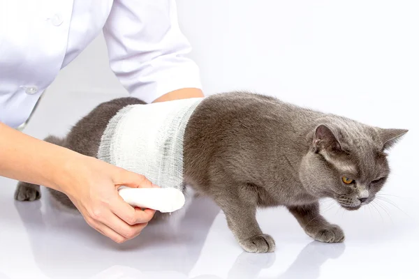 Doctor y un gato británico sobre fondo blanco — Foto de Stock