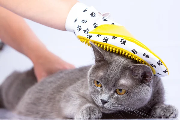 doctor and a British cat on white background