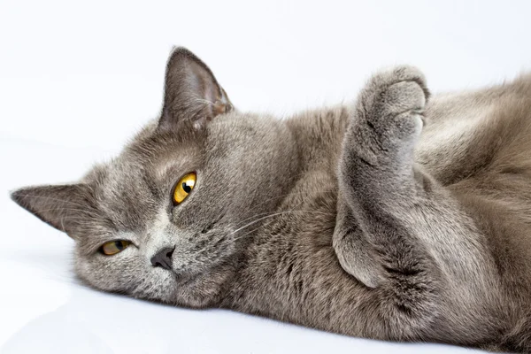 British shorthair cat — Stock Photo, Image