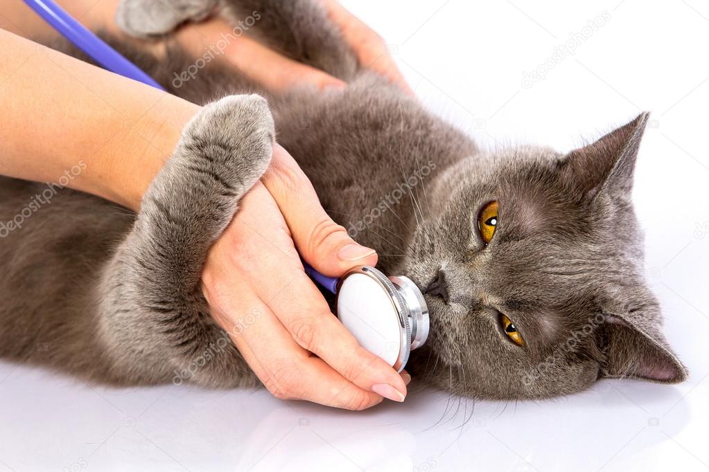 Почему кошка хрустит. Почему кошка хрустит. Грустный котеночек. Поза кота при мочекаменной болезни. Кот тужится.