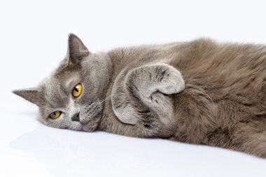 İngiliz kısa hava kedisi