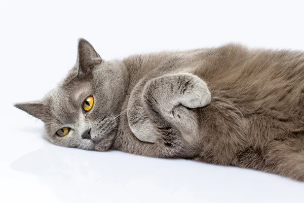 British shorthair cat — Stock Photo, Image