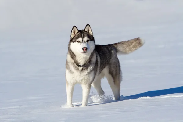 Husky se para en blanco como la nieve y mira al fotógrafo — Foto de Stock