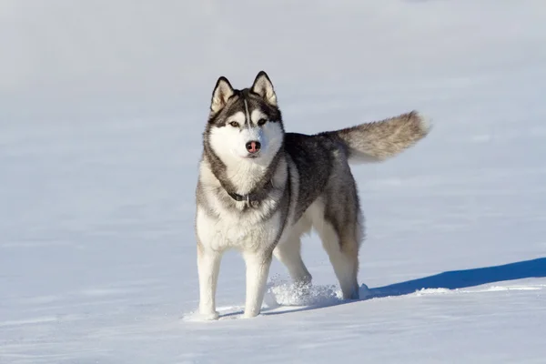 Husky stoi biały śnieg i patrząc na fotografa — Zdjęcie stockowe