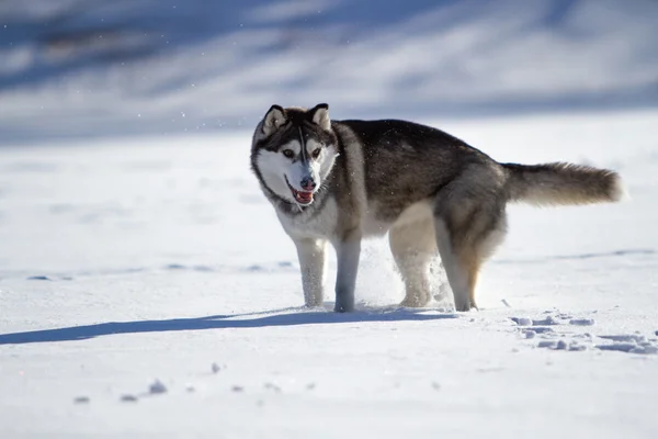 Husky Sibirya kışın karlı bir alandaki — Stok fotoğraf