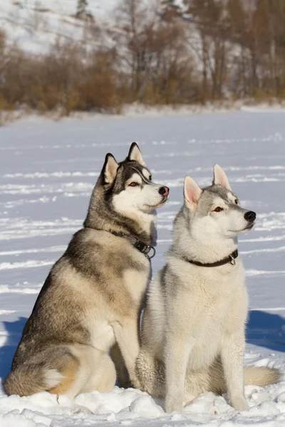 iki husky oturan kar üzerinde