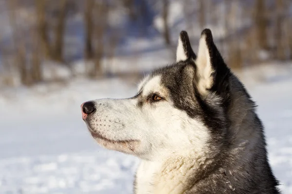 Husky primer plano husky mirando directamente . — Foto de Stock