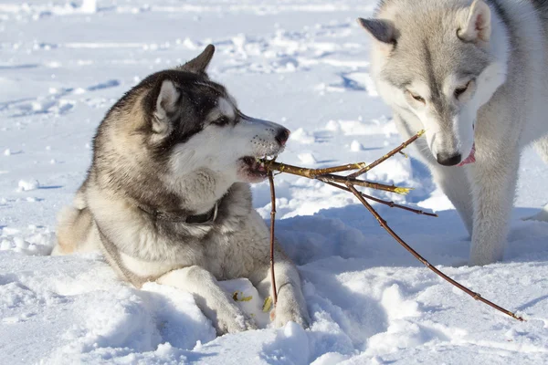 Dwa Psy eskimoskie na śniegu gryzienie na gałęzi drzewa — Zdjęcie stockowe