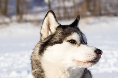 Husky doğurmak-in köpek içinde belgili tanımlık kar
