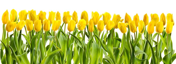 Línea de tulipanes amarillos — Foto de Stock