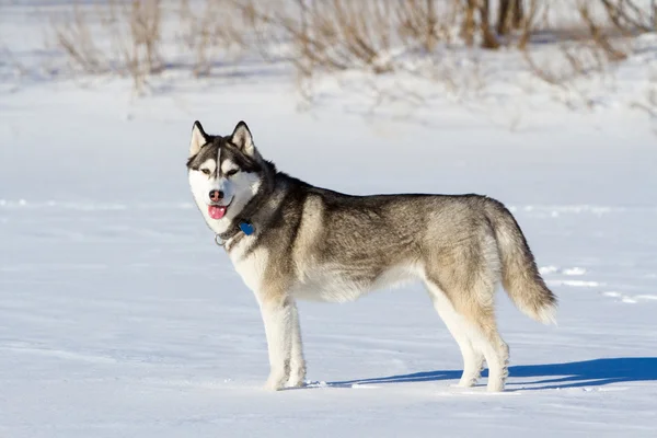 Husky razza di cane nella neve — Foto Stock