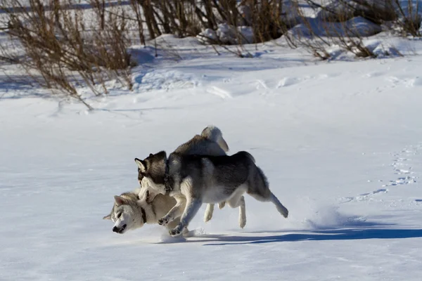 Husky raza de perro en la nieve —  Fotos de Stock