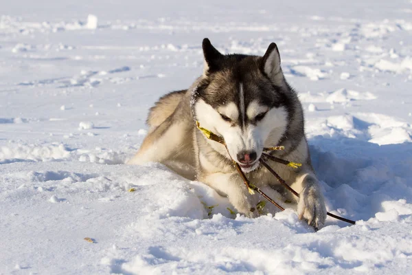 Husky raza de perro en la nieve — Foto de Stock