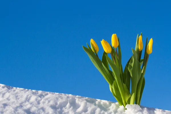 Tulipanes en la nieve — Foto de Stock