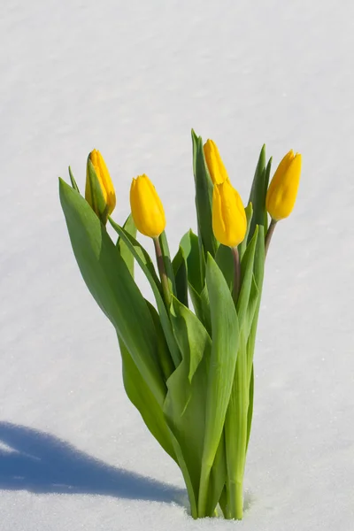 Tulipanes en la nieve — Foto de Stock