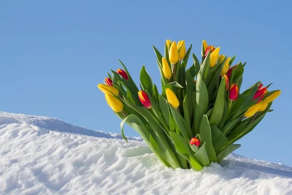 Tulipanes en la nieve — Foto de Stock