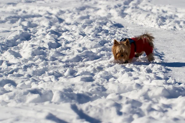 Yorkshire terrier w śniegu — Zdjęcie stockowe