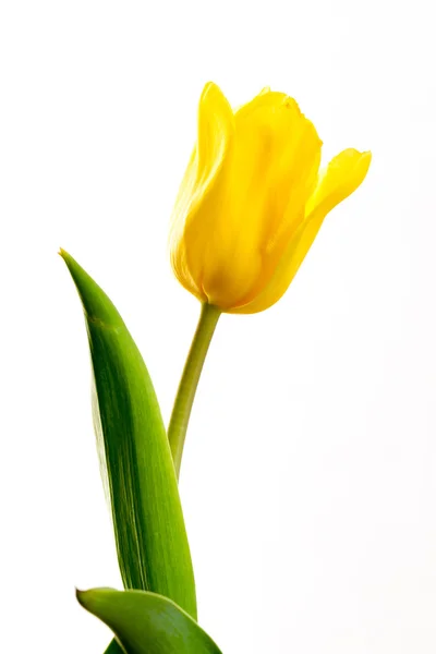 在白色背景上的黄色郁金香 — 图库照片
