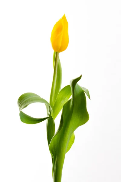 Tulipes jaunes sur fond blanc — Photo