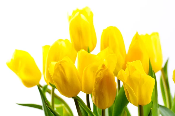 Bouquet of tulips on a white background — Stock Photo, Image