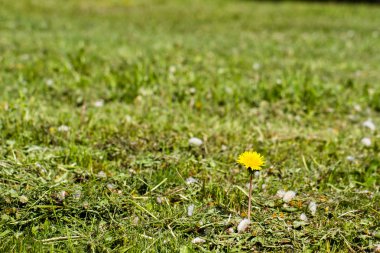 yeşil çim bir karahindiba