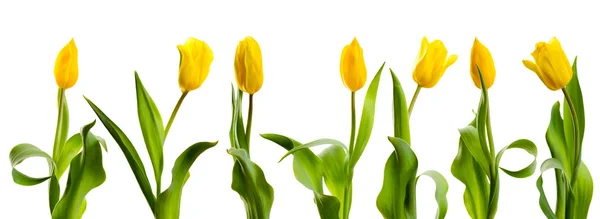 Linea di tulipani gialli — Foto Stock