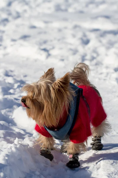 Yorkshire terrier w śniegu — Zdjęcie stockowe