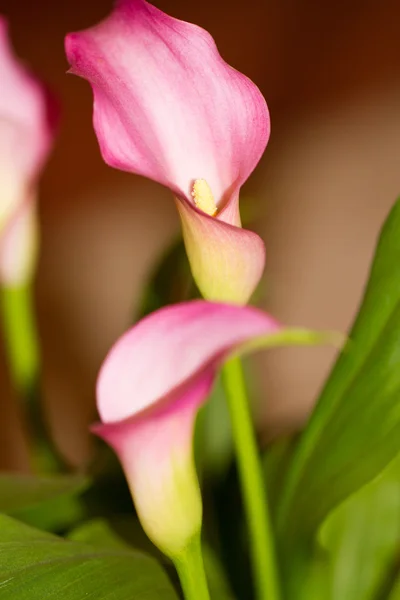 calla flower close up