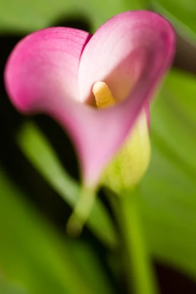 Calla blomma på nära håll — Stockfoto