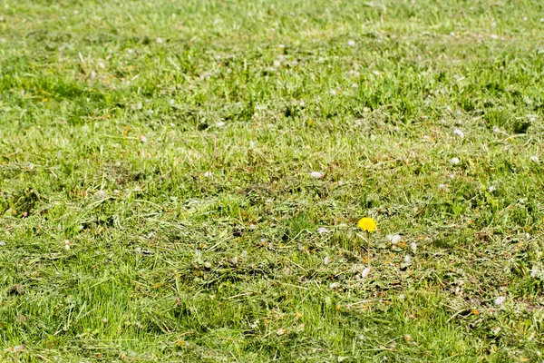 Ein Löwenzahn im grünen Gras — Stockfoto