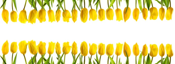 Line of yellow tulips — Stock Photo, Image